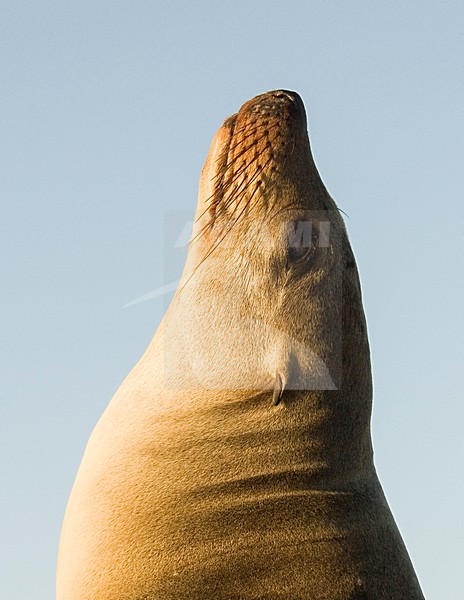 Californische zee leeuw, California sea lion, Zulophus californianus stock-image by Agami/Rob Riemer,