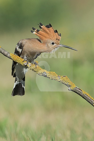 Eurasian Hoopoe (Upupa epops) in Italy stock-image by Agami/Alain Ghignone,