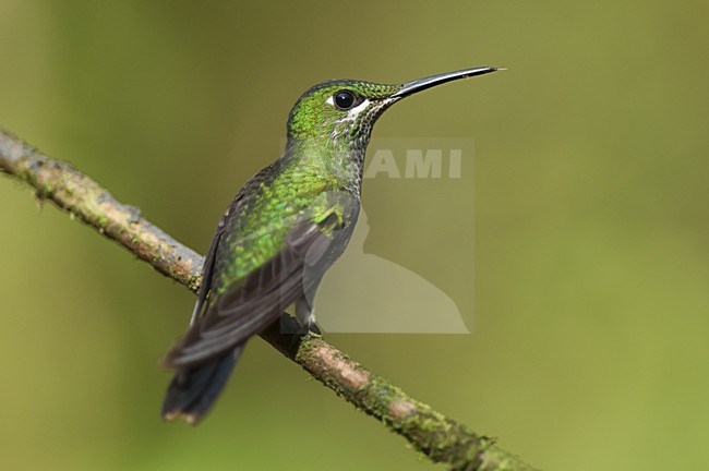 Groenkruinbrilliantkolibrie in zit; Green-crowned Brilliant perched stock-image by Agami/Bence Mate,