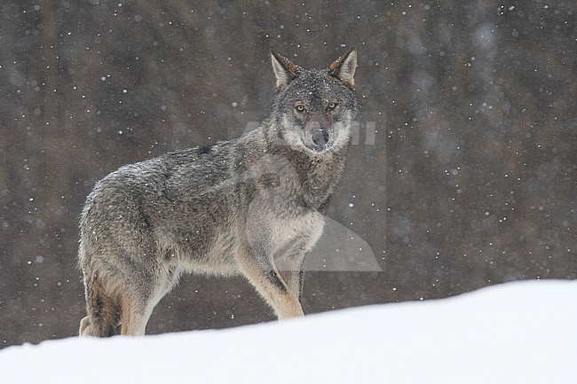 Wolf in snow covered forest in Poland stock-image by Agami/Han Bouwmeester,