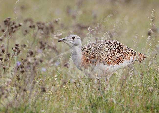 Vrouwtje Grote trap; Female Great Bustard stock-image by Agami/Markus Varesvuo,