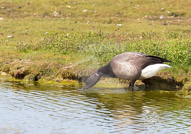 Rotgans drinkend, Dark-bellied Brent Goose drinking stock-image by Agami/Roy de Haas,
