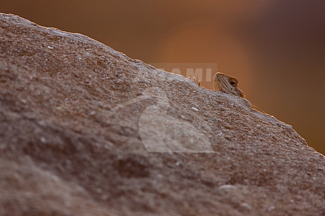 Hardoen, Hardim Lizzard stock-image by Agami/Menno van Duijn,