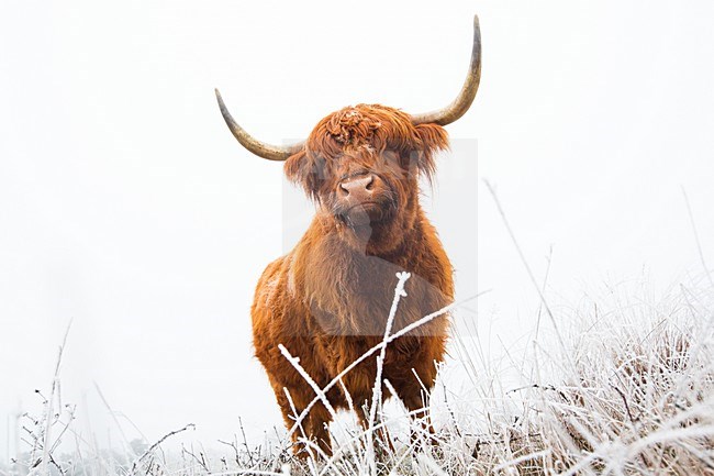 Schotse Hooglanders in natuurgebied de Delleboersterheide, Highland Cattle in nature reserve the Delleboersterheide stock-image by Agami/Wil Leurs,