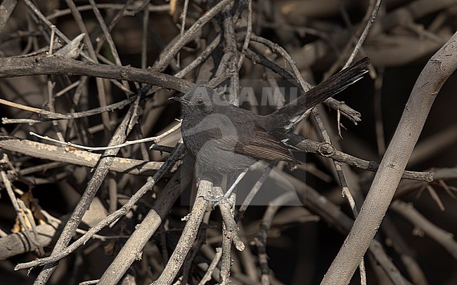Arabian Black Scrub-Robin (Cercotrichas podobe melanoptera) perched inMutla'a Ranch, Kuwait. stock-image by Agami/Vincent Legrand,