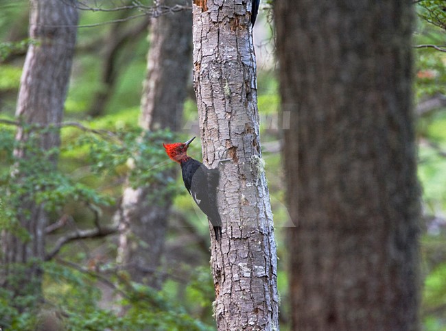 Mannetje Magelhaenspecht; Male Magellanic Woodpecker stock-image by Agami/Marc Guyt,