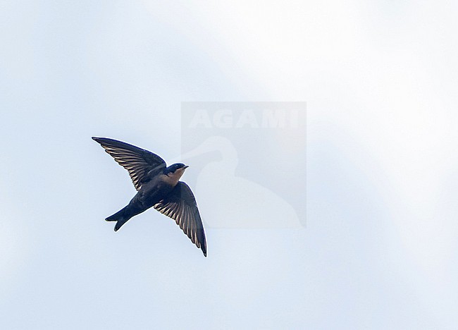 Forest swallow (Petrochelidon fuliginosa) in Angola. stock-image by Agami/Pete Morris,