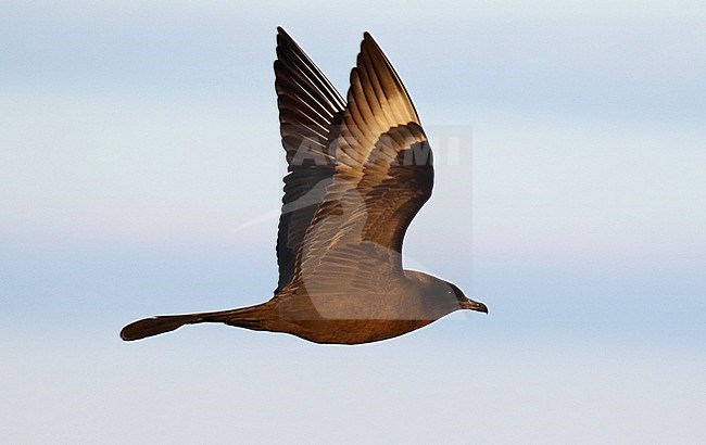 Dark phase Pomarine Skua (Stercorarius pomarinus) in arctic Alaska, United States. stock-image by Agami/Dani Lopez-Velasco,