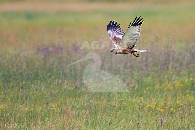 Western Marsh Harrier (Circus aeruginosus ssp. aeruginosus), Hungary, adult male in flight showing underwing stock-image by Agami/Ralph Martin,