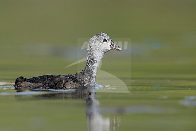 Chick American Coot (Fulica americana)
Kamloops, B.C.
June 2015 stock-image by Agami/Brian E Small,