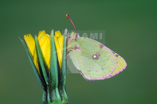 Pale Clouded Yellow, Colias hyale stock-image by Agami/Wil Leurs,