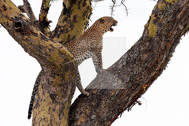 A leopard, Panthera pardus, standing on a tree. Seronera, Serengeti National Park, Tanzania stock-image by Agami/Sergio Pitamitz,