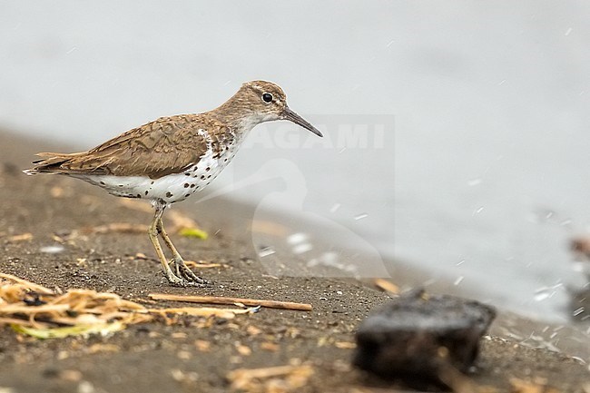 Adult summer Spotted Sandpiper (Actitis macularius) standing on a Colombian beach in the Pacific coast. stock-image by Agami/Rafael Armada,