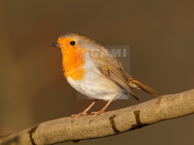 Roodborst op tak Nederland, European Robin on branch Netherlands stock-image by Agami/Wil Leurs,