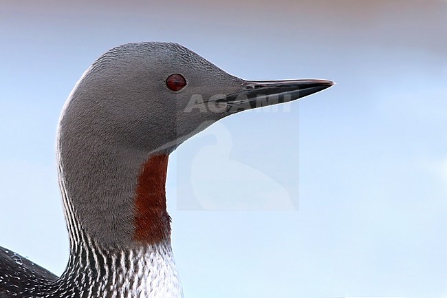 Red-throated Loon (Gavia stellata) in breeding plumage on the arctic tundra near Barrow in northern Alaska, United States. Swimming in a pond. stock-image by Agami/Dubi Shapiro,