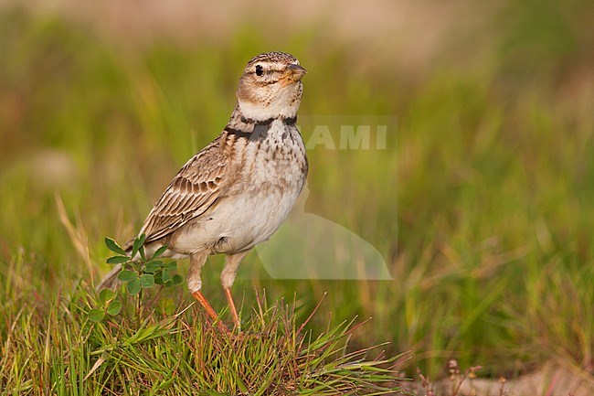 Calandra Lark (Melanocorypha calandra ssp. hebraica); Turkey, adult stock-image by Agami/Ralph Martin,