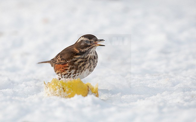 Redwing (Turdus iliacus iliacus) eating aples in the snow at Holte, North Zealand, Denmark stock-image by Agami/Helge Sorensen,
