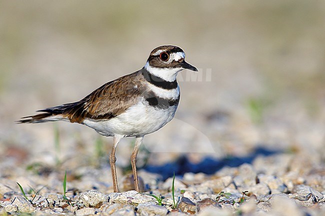 Adult 
Galveston Co., TX
April 2015 stock-image by Agami/Brian E Small,