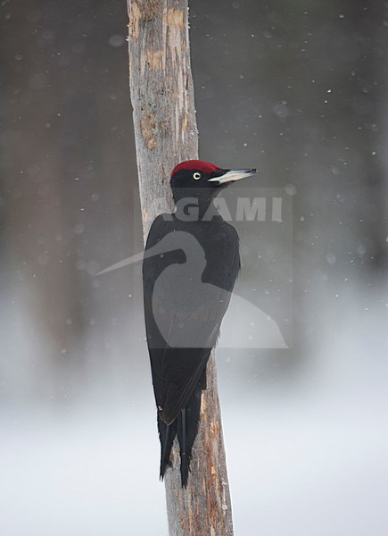 Mannetje Zwarte Specht in de sneeuw; Male Black Woodpecker in winter stock-image by Agami/Han Bouwmeester,