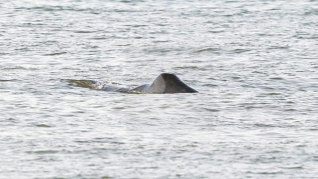 Bowhead Whale along the Middelkerke shore, West Flanders, Belgium. April 1st, 2017. stock-image by Agami/Vincent Legrand,