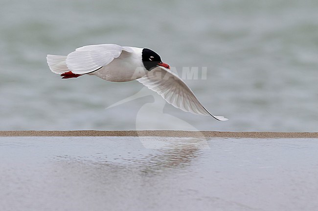 Mediterranean Gull (Ichthyaetus melanocephalus), side view of an adult in breeding plumage in flight, Campania, Italy stock-image by Agami/Saverio Gatto,
