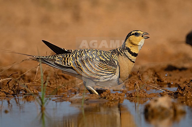  stock-image by Agami/Eduard Sangster,