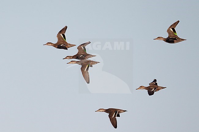 Wintertalingen in de vlucht; Common Teals in flight stock-image by Agami/Markus Varesvuo,