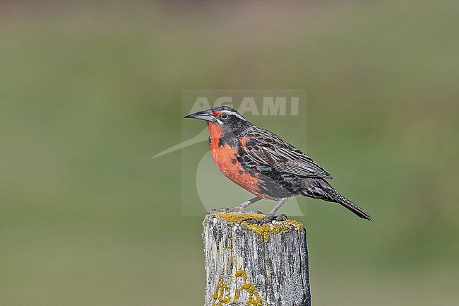 Adult Long-tailed meadowlark (Leistes loyca) in southern Argentina. stock-image by Agami/Pete Morris,