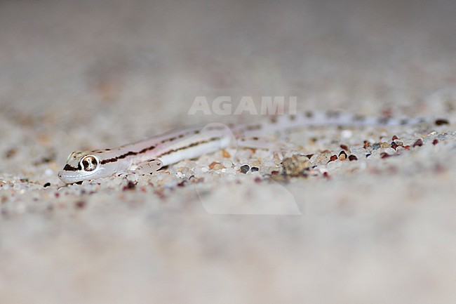 Sharqiyah sand gecko (Trigonodactylus sharqiyahensis) taken the 23/02/2023 at Sharqiyah - Oman. stock-image by Agami/Nicolas Bastide,