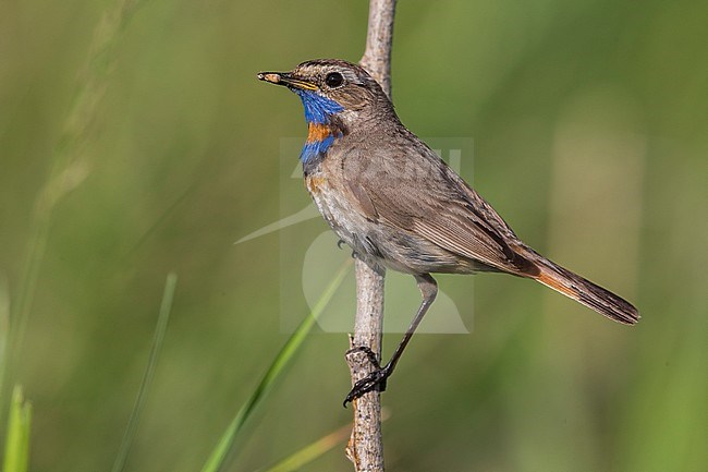 Red-spotted Bluethroat, Roodgesterde Blauwborst stock-image by Agami/Daniele Occhiato,