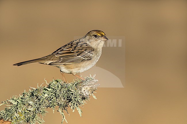 Adult non-breeding
Santa Barbara Co., CA
November 2022 stock-image by Agami/Brian E Small,
