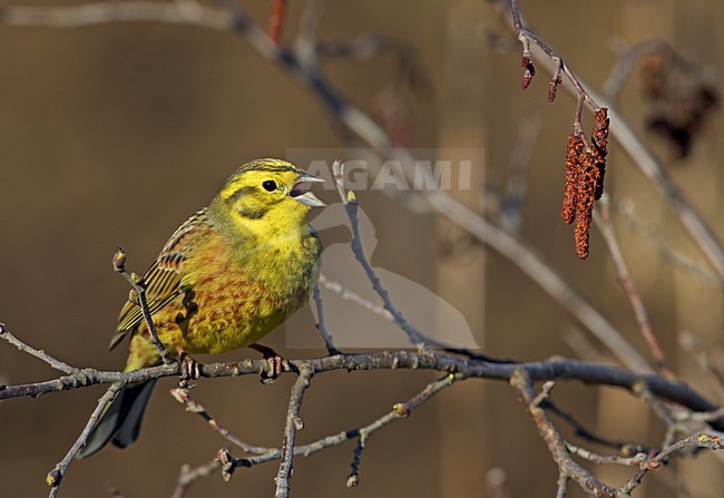Volwassen mannetje Geelgors; Adult male Yellowhammer stock-image by Agami/Markus Varesvuo,