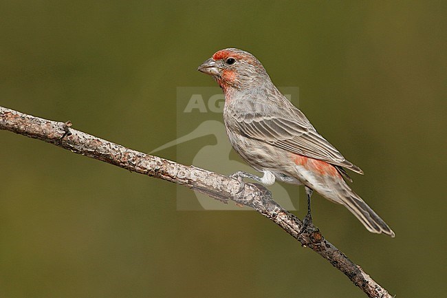 Adult male
Los Angeles Co., CA
October 2007 stock-image by Agami/Brian E Small,