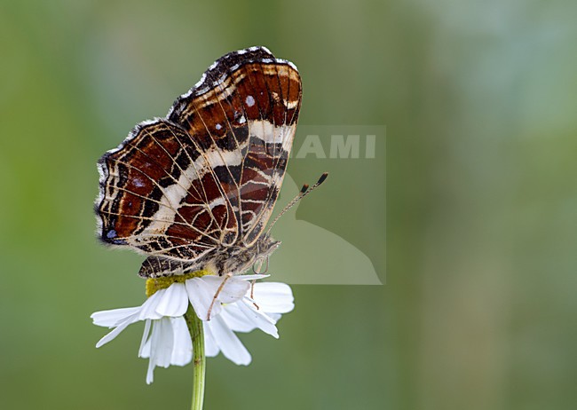 Vlinder op bloem, Butterfly on flower stock-image by Agami/Reint Jakob Schut,