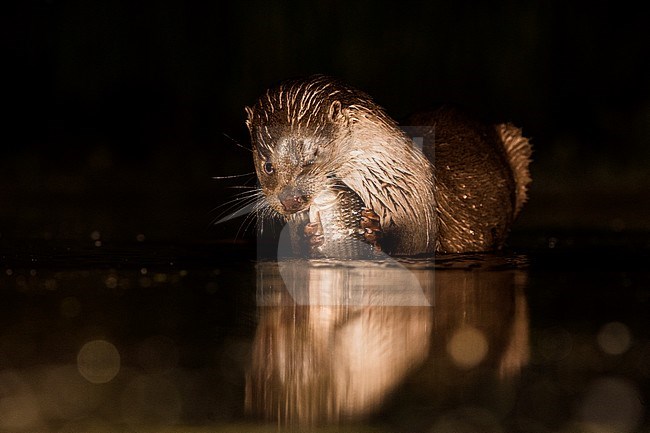 European Otter (Lutra Lutra) forging at night stock-image by Agami/Alain Ghignone,