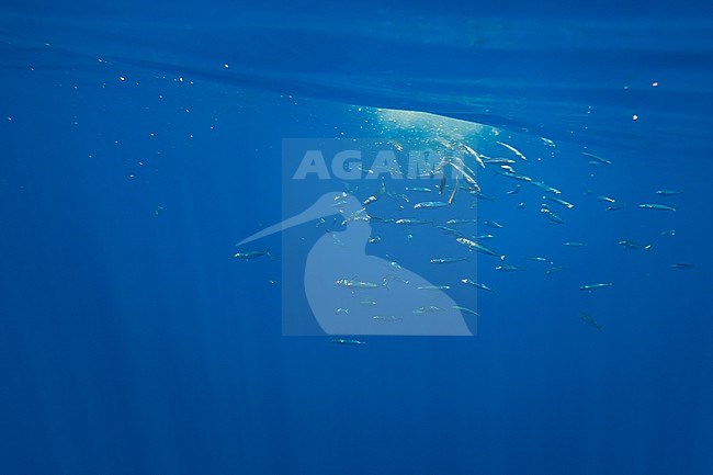 Atlantic mackerel (Scomber scombrus) swimming into the Bank de la Fortune, off Graciosa, Azores, Portugal. stock-image by Agami/Vincent Legrand,