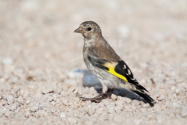 Onvolwassen Putter; Immature European Goldfinch stock-image by Agami/Marc Guyt,