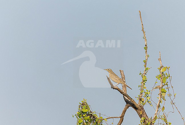 Long-billed pipit (Anthus similis) in India during autumn. stock-image by Agami/Marc Guyt,