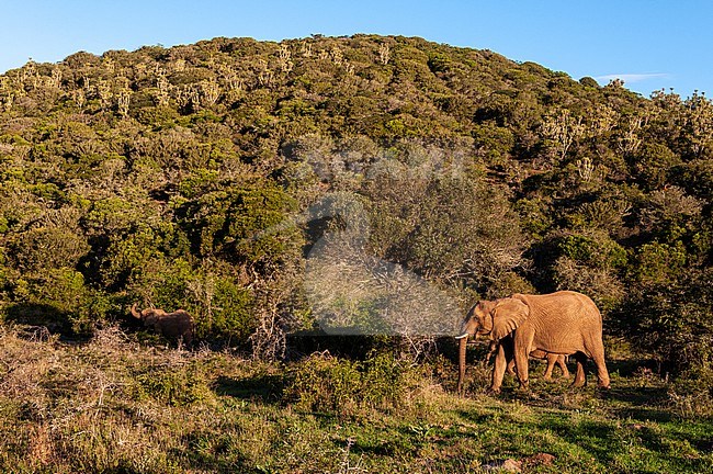 African elephants, Loxodonta africana, walking in the bush. Eastern Cape South Africa stock-image by Agami/Sergio Pitamitz,