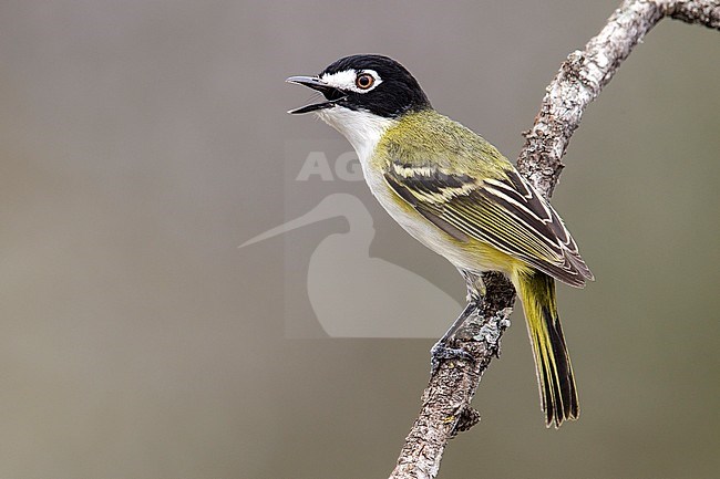 Adult male
Culberson Co., TX
April 2013 stock-image by Agami/Brian E Small,
