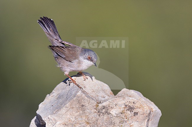 Female Sardinian Warbler in allert position on a bare rock stock-image by Agami/Onno Wildschut,