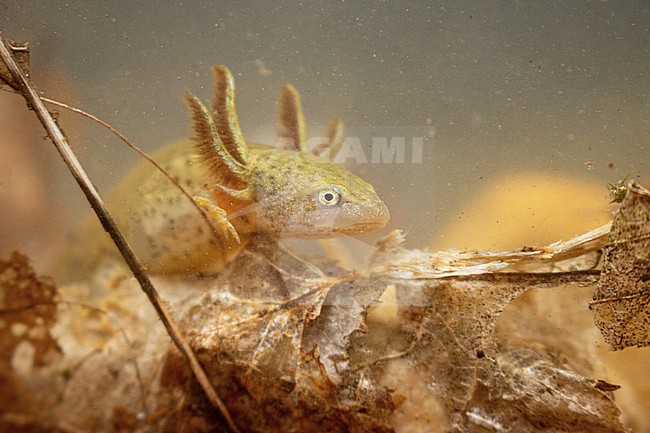 Great or Northern Crested Newt (Triturus cristatus) taken the 04/08/2021 at Le Mans - France. stock-image by Agami/Nicolas Bastide,