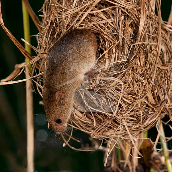 Dwergmuis in nest; Harvest Mouse in nest stock-image by Agami/Theo Douma,