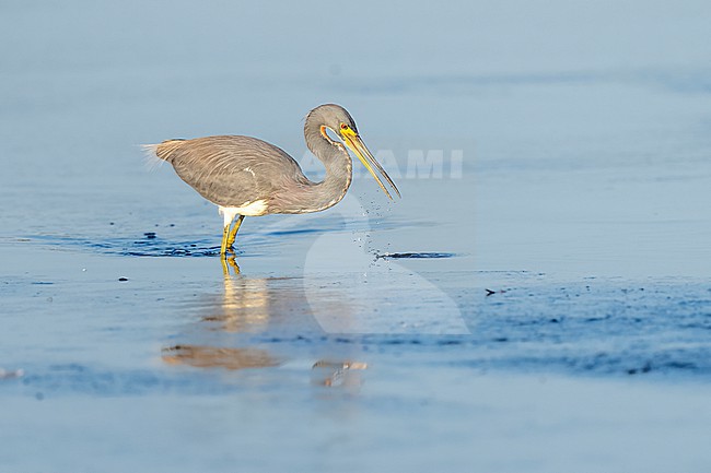 Tricolored Heron (Egretta tricolor) in swamp in Florida USA. stock-image by Agami/Marcel Burkhardt,