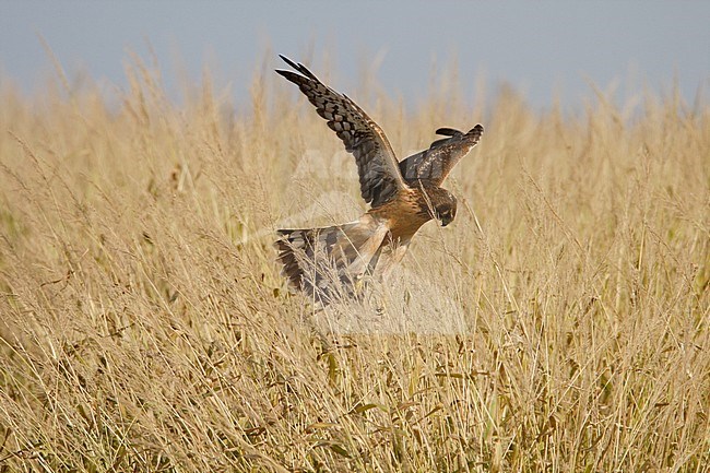 Northern Harrier, Circus hudsonius, 1stWinter female at Brigantine, New Jersey, USA stock-image by Agami/Helge Sorensen,