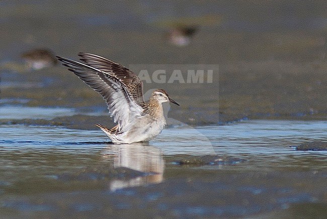 Vagrant first-winter Sharp-tailed Sandpiper (Calidris acuminata) in California, USA. With wings raised showing under wing pattern. stock-image by Agami/Brian Sullivan,