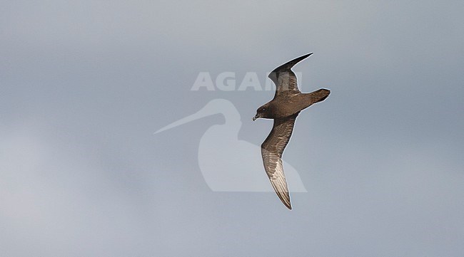 Langvleugelstormvogel vliegend boven zee; Great-winged Petrel flying above the South Atlantic ocean stock-image by Agami/Marc Guyt,