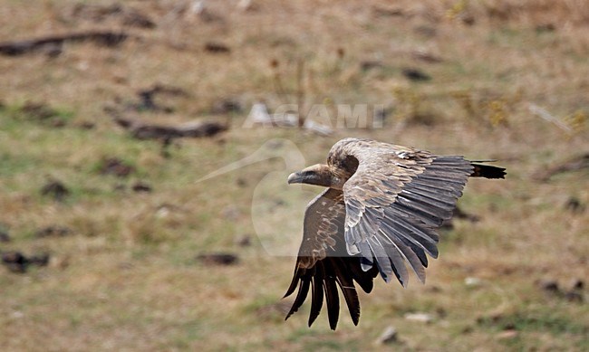 Vale Gier in de vlucht; Griffon Vulture in flight stock-image by Agami/Markus Varesvuo,