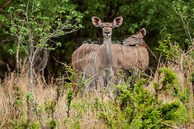 An alerted female greater kudu, Tragelaphus strepsiceros, looking for the threat. Khwai Concession Area, Okavango, Botswana. stock-image by Agami/Sergio Pitamitz,