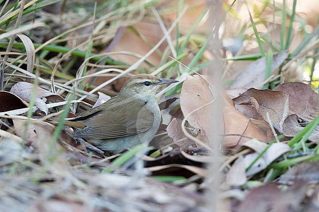 Swainson's Warbler (Limnothlypis swainsonii) foraging between leaves on the ground at Dry Tortugas, USA stock-image by Agami/Helge Sorensen,
